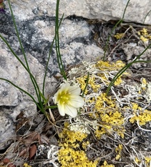 Gagea serotina