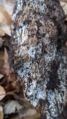 Costantinella