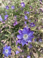 Malesherbia linearifolia
