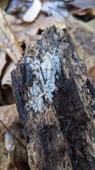 Costantinella