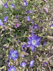 Malesherbia linearifolia