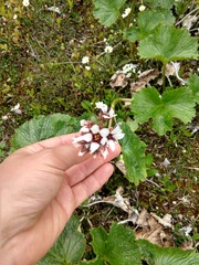 Boykinia richardsonii