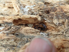 Anisolabis littorea