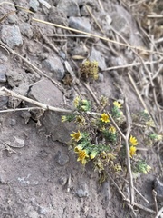 Chaetanthera flabellata