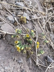 Chaetanthera flabellata
