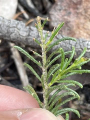 Acacia baueri aspera