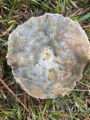 Lactarius chelidonium