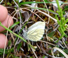 Pieris angelika
