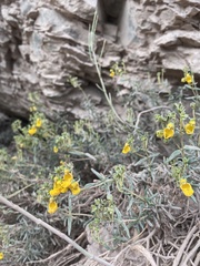 Calceolaria hypericina