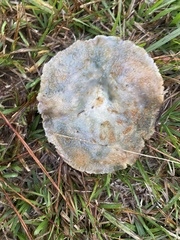 Lactarius chelidonium