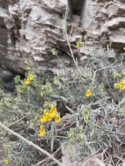 Calceolaria hypericina