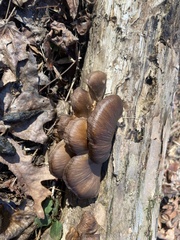 Pleurotus ostreatus