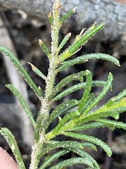 Acacia baueri aspera