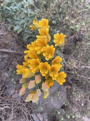 Tropaeolum polyphyllum