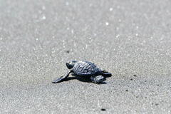 Lepidochelys olivacea