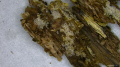 Costantinella