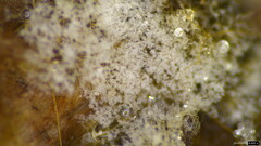Costantinella