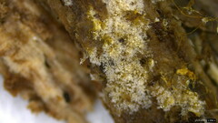 Costantinella