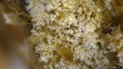 Costantinella