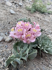 Alstroemeria umbellata
