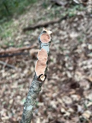 Steccherinum ochraceum