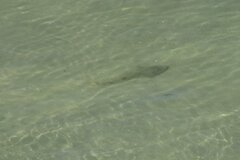 Pseudobatos productus