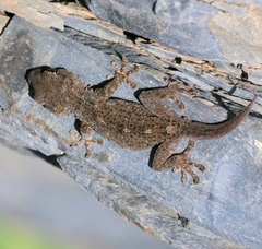 Tarentola delalandii