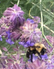 Bombus griseocollis
