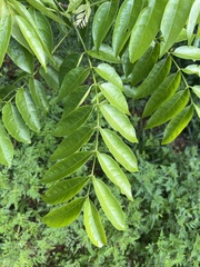 Dysoxylum mollissimum