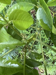Dysoxylum mollissimum