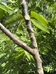 Dysoxylum mollissimum
