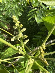 Dysoxylum mollissimum