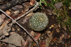 Mammillaria densispina