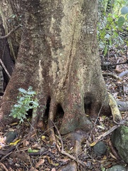 Dysoxylum mollissimum