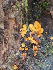 Fungi