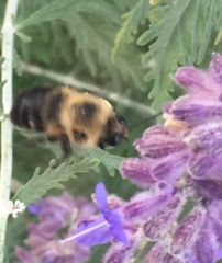 Bombus griseocollis