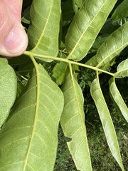 Dysoxylum mollissimum