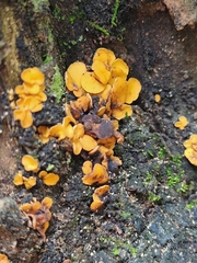 Fungi