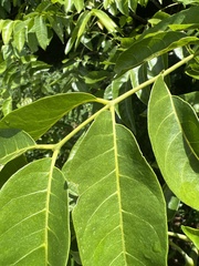 Dysoxylum mollissimum