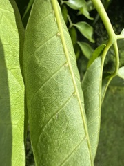 Dysoxylum mollissimum