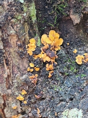 Fungi