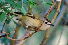 Regulus regulus teneriffae