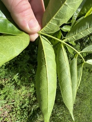 Dysoxylum mollissimum