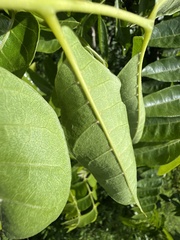 Dysoxylum mollissimum