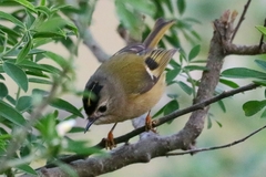 Regulus regulus teneriffae