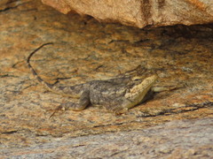 Psammophilus dorsalis