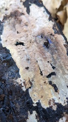 Peniophora