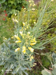 Brassicaceae
