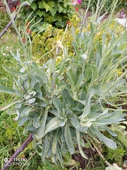 Brassicaceae