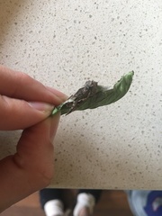 Chrysodeixis argentifera